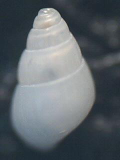 Odostomia sps